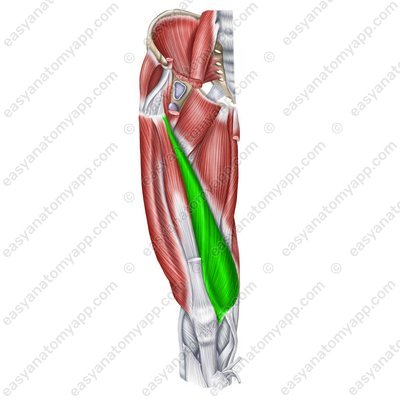 Innerer Oberschenkelmuskel (m. vastus medialis)